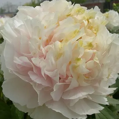 Пион ЗОЛОТОЙ ИЗУМРУД древовидный в Пензе