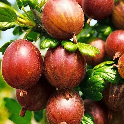 Крыжовник ШЕРШНЕВСКИЙ  Крыжовник ШЕРШНЕВСКИЙ в Пензе