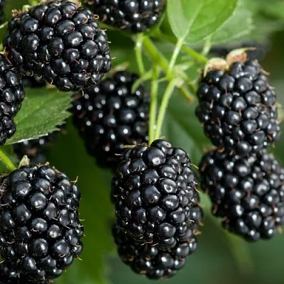 Ежевика ЧЕРНАЯ МАГИЯ ремонтантная  Ежевика ЧЕРНАЯ МАГИЯ ремонтантная в Пензе