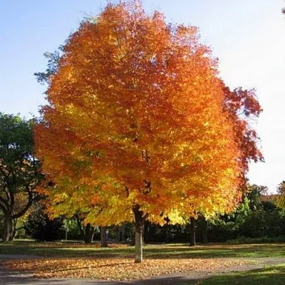 Клен серебристый  Клен серебристый в Пензе