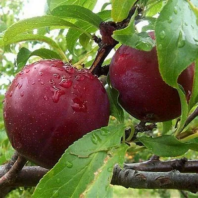 Слива КЛЕОПАТРА в Пензе