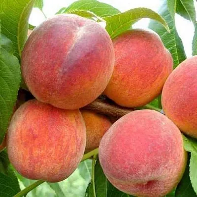 Персик ФЛЕМИНГ ФЬЮРИ  Персик ФЛЕМИНГ ФЬЮРИ в Пензе