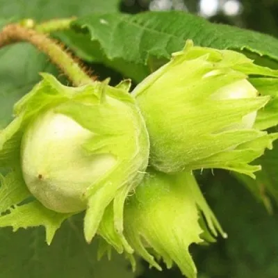 Фундук КАТАЛОНСКИЙ в Пензе