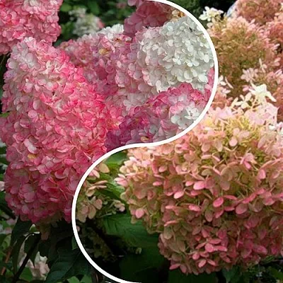 Комплект МАЛИНОВЫЙ ЗАКАТ в Пензе