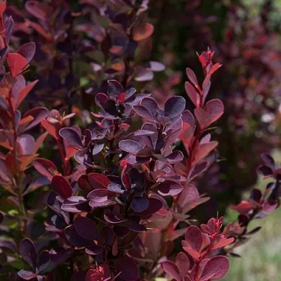 Барбарис ХЕЛМОНД ПИЛЛАР тунберга в Пензе