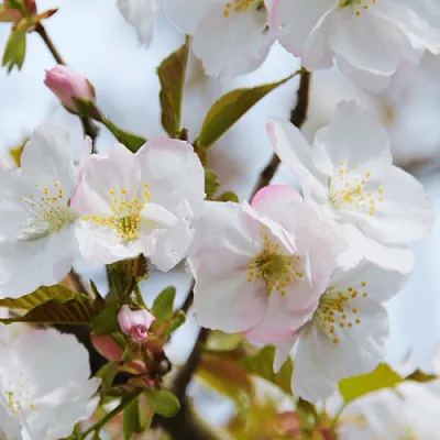 Вишня ОКАМЕ в Пензе