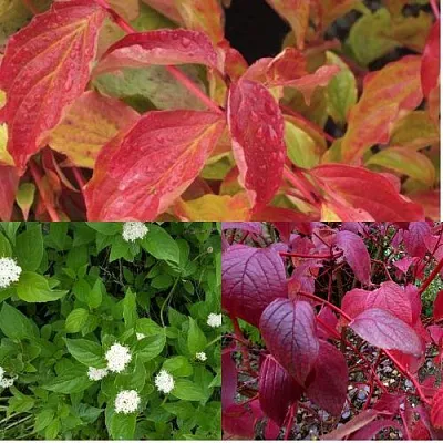 Комплект СЕВЕРНОЕ СИЯНИЕ в Пензе