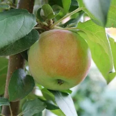 Яблоня ПОДСНЕЖНИК стелющаяся  Яблоня ПОДСНЕЖНИК стелющаяся в Пензе