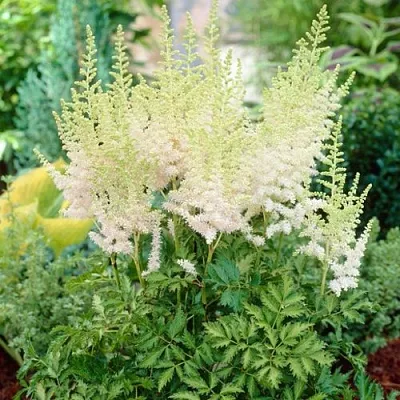 Астильба МИЛК ЭНД ХАНИ китайская в Пензе