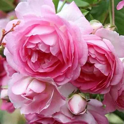 Саженцы роз ЖАСМИНА плетистая  Саженцы роз ЖАСМИНА плетистая в Пензе