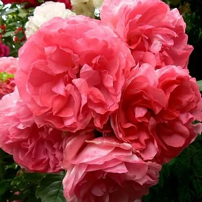 Саженцы роз РОЗЕУМ ЮТЕРСОН плетистая  Саженцы роз РОЗЕУМ ЮТЕРСОН плетистая в Пензе