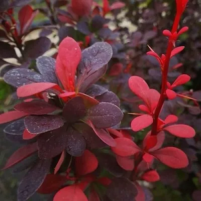 Барбарис РЕД ПИЛЛАР тунберга в Пензе