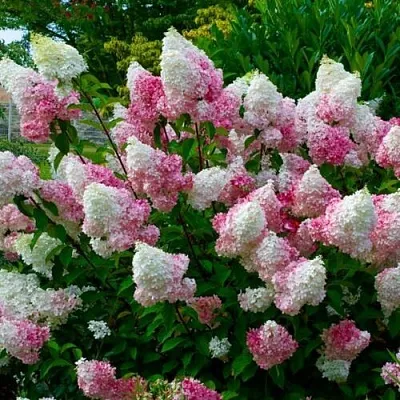 Гортензия  Гортензия в Пензе