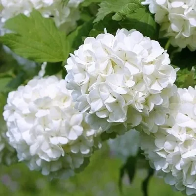 Калина декоративная  Калина декоративная в Пензе