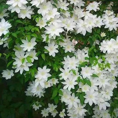 Клематис ТОКИ  Клематис ТОКИ в Пензе