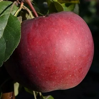 Яблоня БЕЛОРУССКОЕ СЛАДКОЕ  Яблоня БЕЛОРУССКОЕ СЛАДКОЕ в Пензе