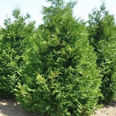 Туя ВАКСЕН западная  Туя ВАКСЕН западная в Пензе