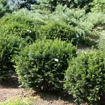 Тис НАНА остроконечный  в Пензе