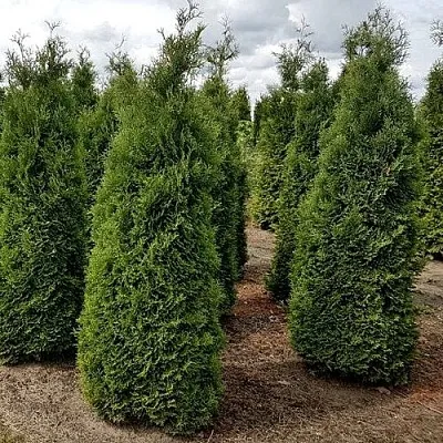 Туя ХОЛМСТРУП западная  Туя ХОЛМСТРУП западная в Пензе