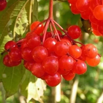 Калина ПАМЯТИ ВАЛЕНТИНЫ в Пензе