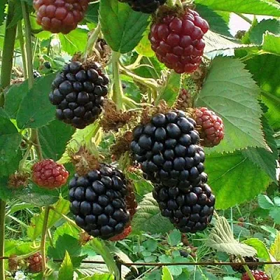 Ежевика ЧЕСТЕР бесшипная  Ежевика ЧЕСТЕР бесшипная в Пензе