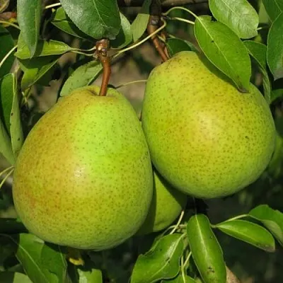 Груша НАЙТ-ВЕРТ колонновидная  Груша НАЙТ-ВЕРТ колонновидная в Пензе