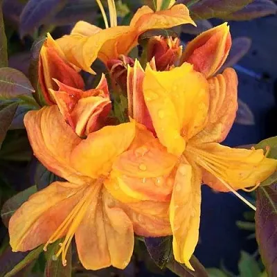 Азалия КЛОНДАЙК листопадная  Азалия КЛОНДАЙК листопадная в Пензе