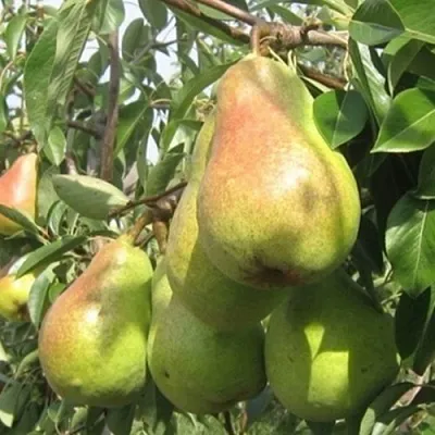 Груша ДЕЛЬБАРЬЮ  Груша ДЕЛЬБАРЬЮ в Пензе