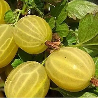 Крыжовник ЯРОВОЙ  Крыжовник ЯРОВОЙ в Пензе