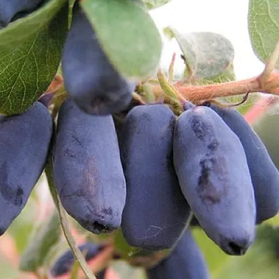 Жимолость съедобная ЛАКОМКА в Пензе