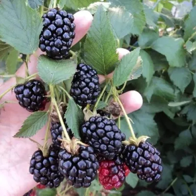 Ежевика ОУАЧИТА бесшипная — описание сорта Ежевика ОУАЧИТА бесшипная в Пензе