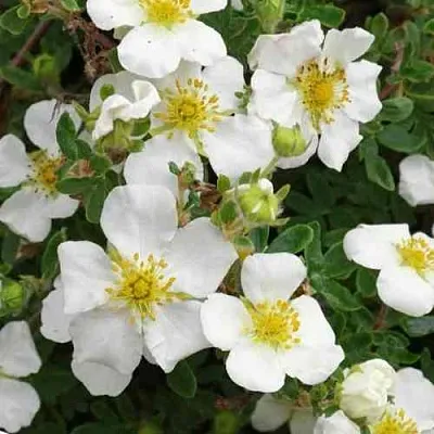 Лапчатка ТИЛФОРД КРИМ кустарниковая  Лапчатка ТИЛФОРД КРИМ кустарниковая в Пензе