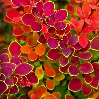 Барбарис ОРАНЖ САНРАЙЗ тунберга в Пензе