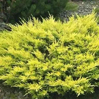 Можжевельник ЛАЙМ ГЛОУ горизонтальный  Можжевельник ЛАЙМ ГЛОУ горизонтальный в Пензе