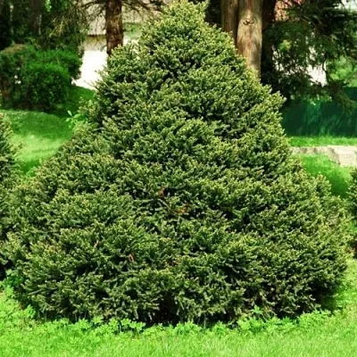 Ель ОЛЕНДОРФИ обыкновенная  Ель ОЛЕНДОРФИ обыкновенная в Пензе