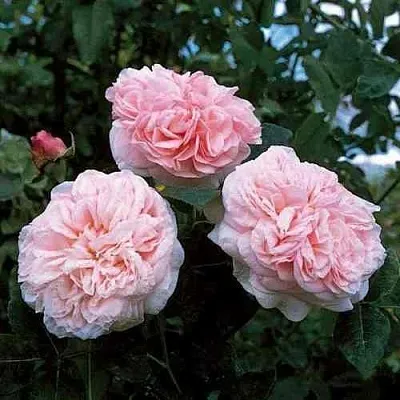 Саженцы роз КЛЭР РОУЗ английская  Саженцы роз КЛЭР РОУЗ английская в Пензе