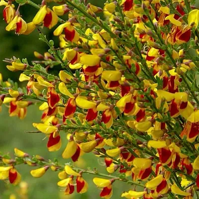 Ракитник  Ракитник в Пензе