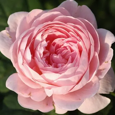 Саженцы роз КУИН ОФ СУИДЕН английская  Саженцы роз КУИН ОФ СУИДЕН английская в Пензе