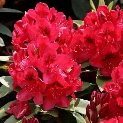 Рододендрон МАТАДОР в Пензе