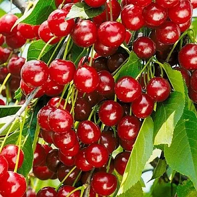 Вишня БРУСНИЦЫНА степная в Пензе