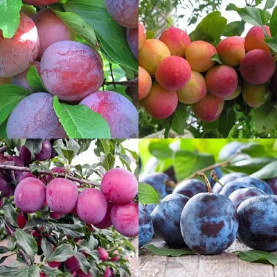 Комплект СЛИВОВЫЙ САД в Пензе