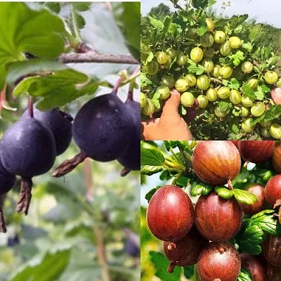 Комплект КРЫЖОВНИК MIX в Пензе