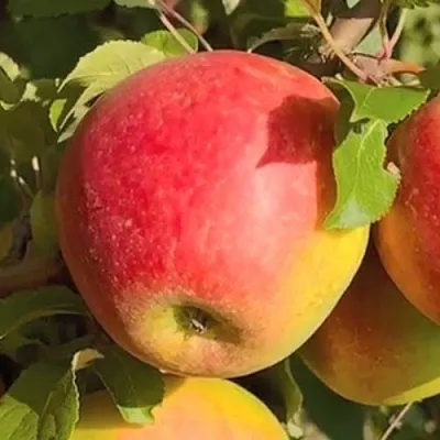 Яблоня САКАВИТА в Пензе