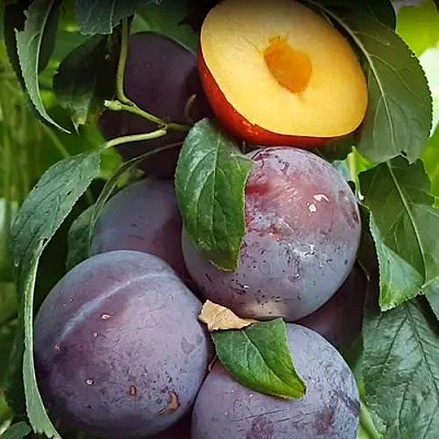 НЕКТАПРИУМ  НЕКТАПРИУМ в Пензе