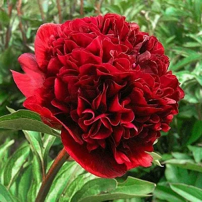 Пион РЕД ГРЕЙС травянистый  Пион РЕД ГРЕЙС травянистый в Пензе