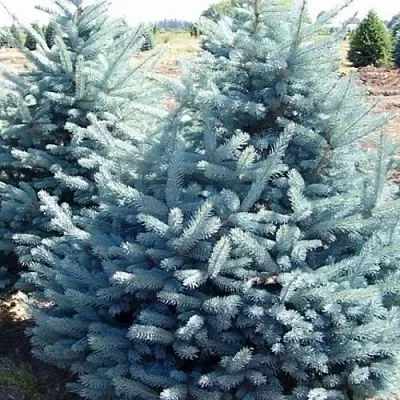 Ель ГЛАУКА колючая  Ель ГЛАУКА колючая в Пензе