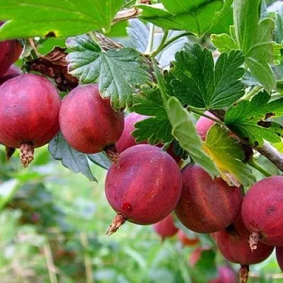 Крыжовник КРАСНОСЛАВЯНСКИЙ  Крыжовник КРАСНОСЛАВЯНСКИЙ в Пензе