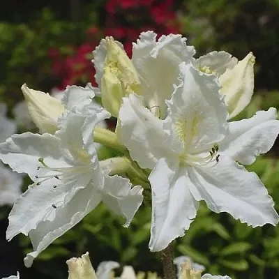 Азалия ОКСИДОЛ листопадная  Азалия ОКСИДОЛ листопадная в Пензе