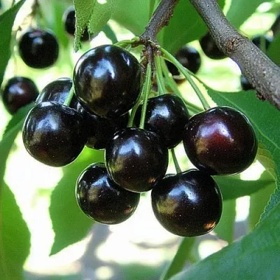 Вишня РОССОШАНСКАЯ ЧЕРНАЯ в Пензе