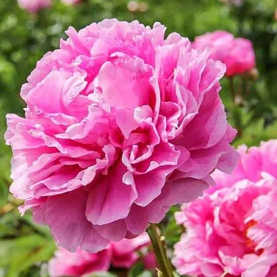 Пион АЛЕКСАНДР ФЛЕМИНГ травянистый  Пион АЛЕКСАНДР ФЛЕМИНГ травянистый в Пензе